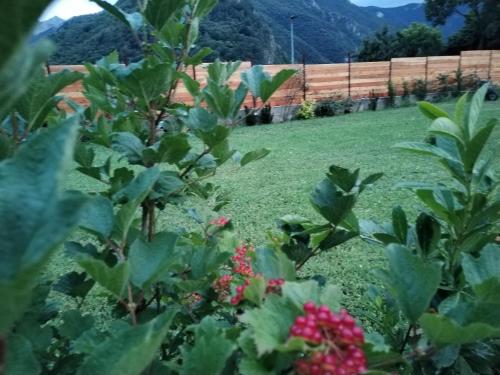 a garden with pink flowers and a fence at LaChiura holiday home in Andonno