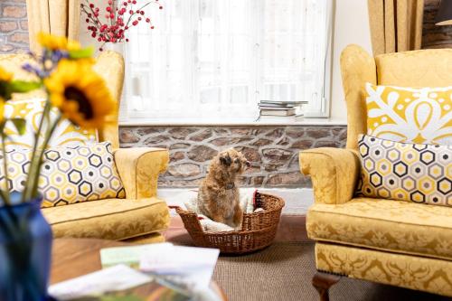 a small dog sitting in a basket in a living room at The Oval in Dunster