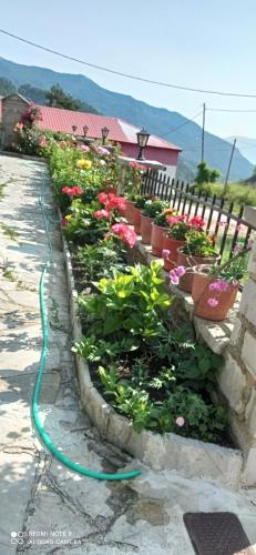 a garden with flowers and a green hose at O Elatos in Loutra Amarantou