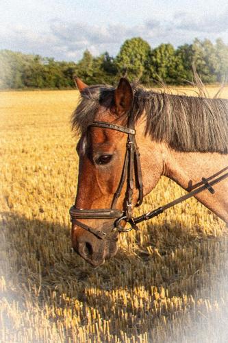 a brown horse is standing in a field at Meislahnhof Fehmarn in Fehmarn