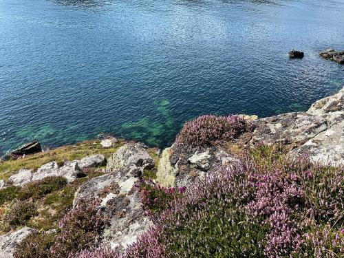 a view of a body of water with purple flowers at 6 Calbost in Calbost