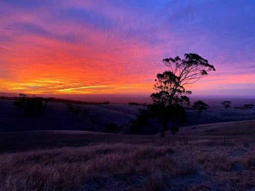 a tree in a field with a sunset in the background at Kidman's Rest in The Range
