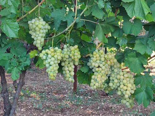 a bunch of green grapes hanging from a tree at Aria in Cetinje