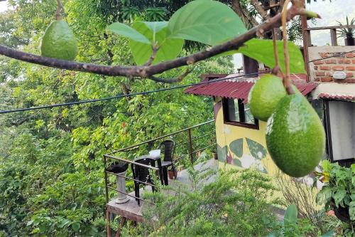 a house with a bunch of avocado hanging from a tree at Romeo y Julieta - Cabaña Privada en Minca in Minca
