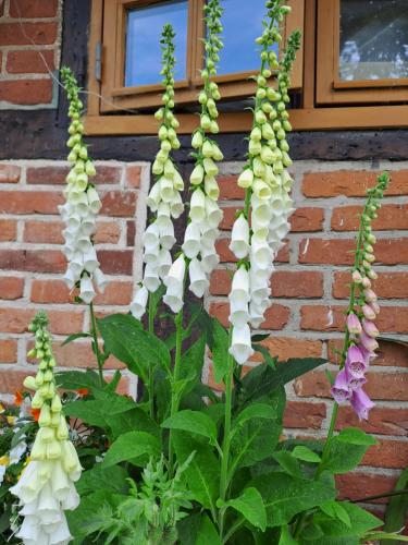 a plant with white flowers in front of a brick building at Ferienwohnung Gitta in Helmstorf
