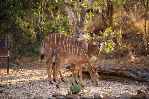 three deer standing next to each other on the ground at Bona Intaba Game Lodge in Hoedspruit