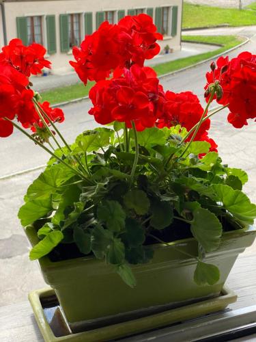 a green vase filled with red flowers on a table at B&B tannen124 in Oberburg