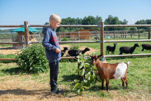 a young boy standing next to a small goat at Wellness zoo apartmány Lhota in Lomnice nad Lužnicí