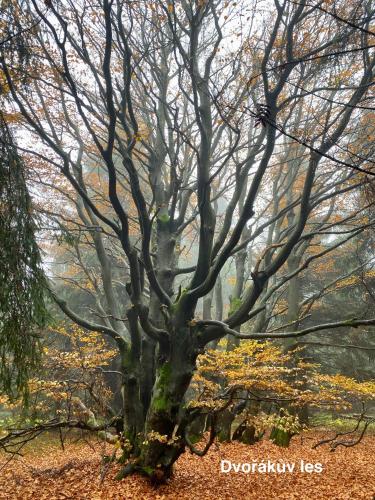 a tree in the middle of a forest at Apartmány Havířská Žacléř, Krkonoše in Žacléř