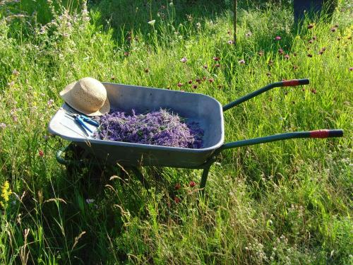 a wheelbarrow with a hat sitting in the grass at Hotel Haferland in Wieck