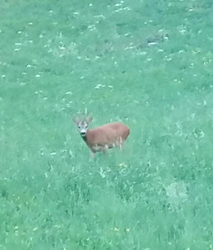 アパートメントの敷地内または近くにいる動物