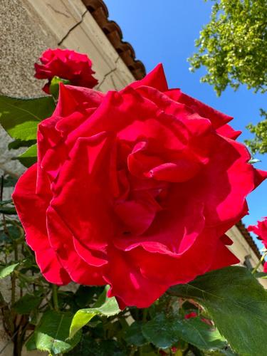 a red rose in front of a building at Hôtel & SPA Château de La Côte - Brantôme in Biras