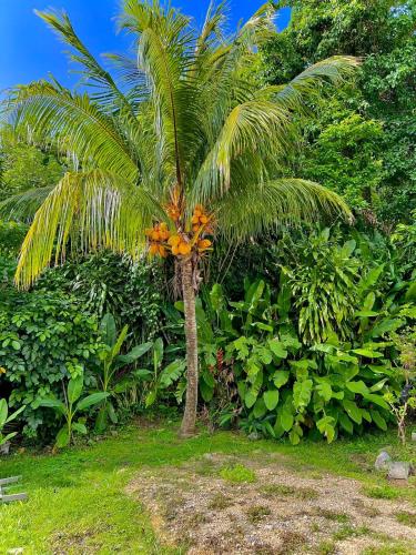 eine Palme mit einem Bündel Orangen darauf in der Unterkunft Fleur Magique in Deshaies