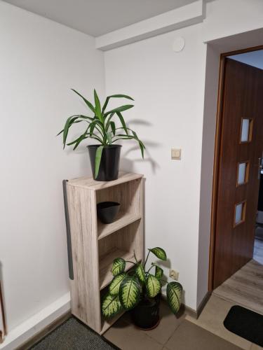 a wooden shelf with two potted plants on it at Apartament Strzyżowiec 80 in Czernica