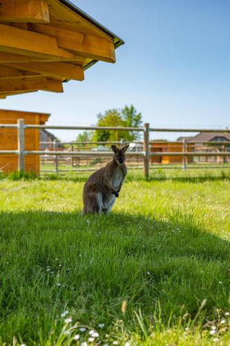 a kangaroo sitting in the grass in a field at Wellness zoo apartmány Lhota in Lomnice nad Lužnicí
