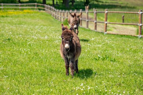 two donkeys walking in a field of grass at Wellness zoo apartmány Lhota in Lomnice nad Lužnicí