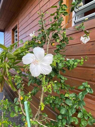 a white flower on a plant next to a building at Kaz bleu karaibes in Sainte-Anne