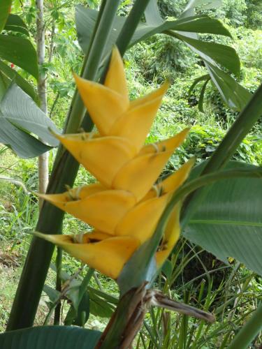 a yellow flower in the middle of a plant at Beausejour Guest House in Pointe-Noire