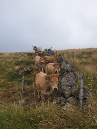 a group of cows standing next to a pile of rocks at Chambres d'hôtes ancienne fermette Aubrac 