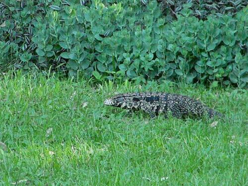 a alligator walking through the grass in a field at Sen de campo: viví la naturaleza in Colastiné