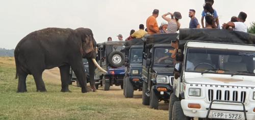 a group of people looking at an elephant standing next to vehicles at Sigiriya Cashew Palace Resort in Sigiriya