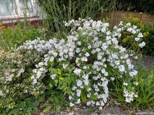 a bunch of white flowers in a garden at Lovely Bournemouth cottage with beautiful large garden, 5 min to the beach by car in Bournemouth