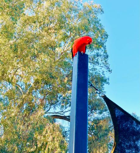 a red parrot sitting on top of a pole at Auto Lodge Motor Inn in Seymour