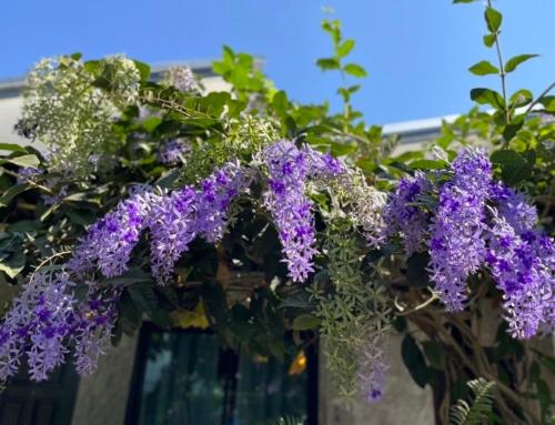 a bunch of purple flowers hanging from a building at บ้านพักบุหงา199 อ สรรพยา in Sanphaya