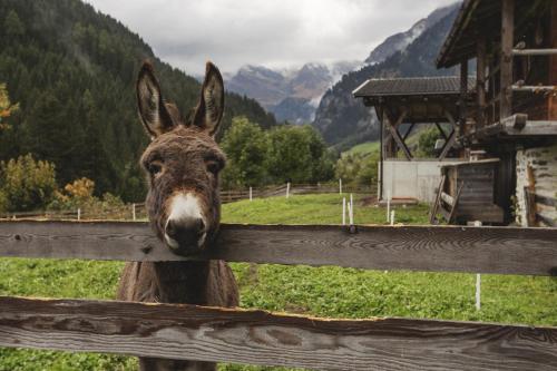 a donkey is looking over a wooden fence at Mareiter Stein Blasighof in Racines