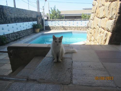a white cat sitting on a step next to a swimming pool at Conceitual Hostel Natal in Natal