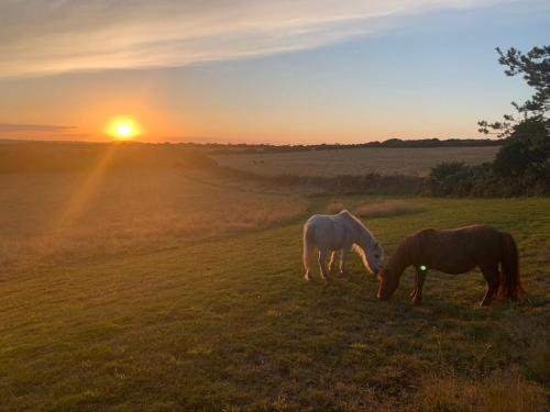 康斯坦丁的住宿－Silverspring Farm En suite，两匹马在日落时分在田野里放牧
