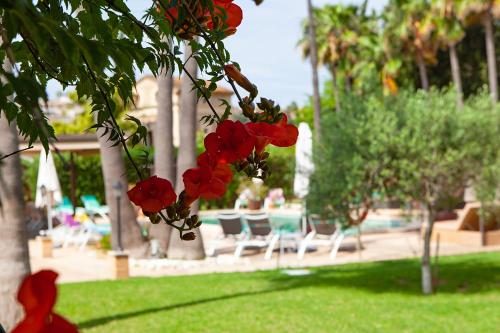 a bunch of red flowers hanging from a tree at S'Hort de Son Caulelles - Adults Only in Marratxí 