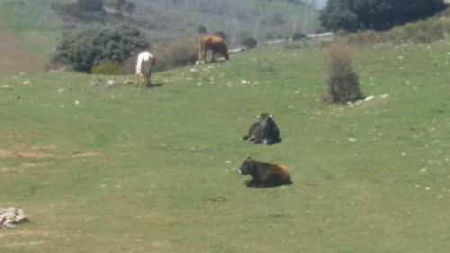 a group of cows grazing in a grassy field at Rincón de María José in Monachil