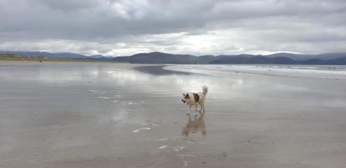 a dog walking on a beach near the water at Swallows Rest in Annascaul