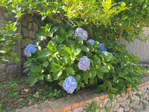 a bush of blue flowers in a garden at La Pica Marina Anacapri in Anacapri