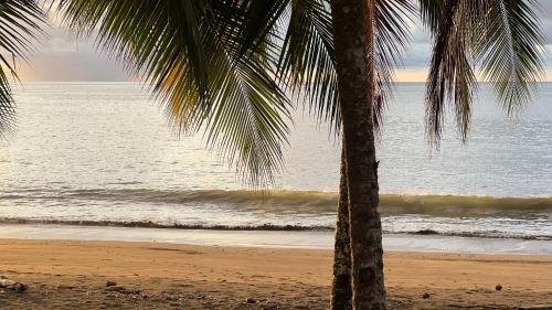 a palm tree sitting on a beach next to the ocean at Irana Pacific Hotel in Nuquí