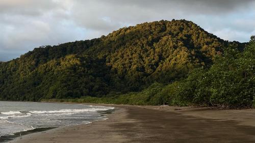 a beach with a tree covered mountain in the background at Irana Pacific Hotel in Nuquí