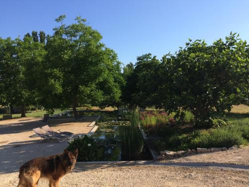 a dog standing next to a pond in a park at Villas de La Ferme Du Gros Noyer in Malaucène