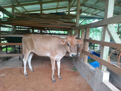 a brown cow standing next to a fence at Gambas Lodge in Fortuna