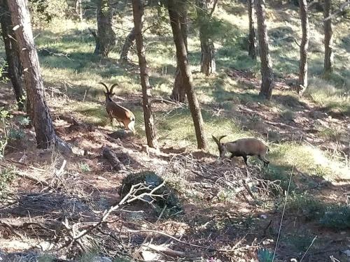 two animals standing in a field with trees at Cal Vientos in Paúls