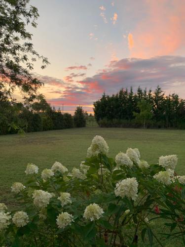 a bush of white flowers in a field at sunset at B&B Beauty House in Cesena