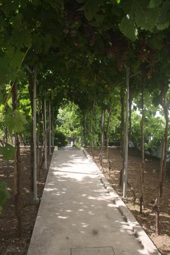 a path lined with trees in a park at CasaTioManel in Amiães de Baixo