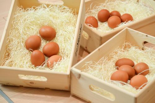 three boxes filled with eggs sitting on a table at Kagoshima Plaza Hotel Tenmonkan in Kagoshima