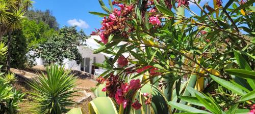 a bunch of plants with pink flowers on a fence at Casa do Poço in Burgau