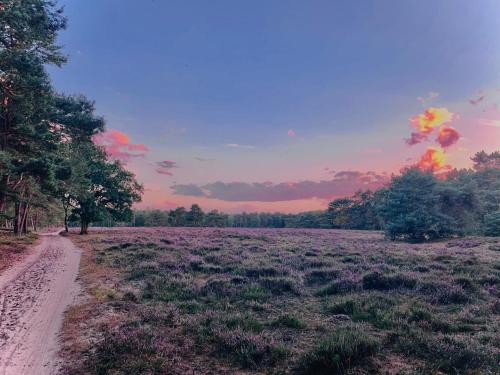 a field with purple flowers and a dirt road at Sluwe Vos: ontspannen in het bos! in Otterlo