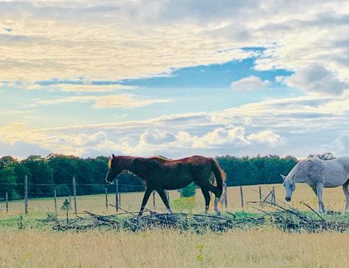 two horses walking in a field with a fence at Rode Bosuil: thuiskomen op De Veluwe! in Otterlo
