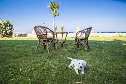 a white dog standing in the grass near two chairs and a table at Kalami Rooms in Falasarna