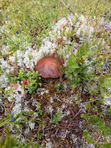 a brown animal laying in the grass with plants at Ferienhaus Segenäs Schweden in Stöllet