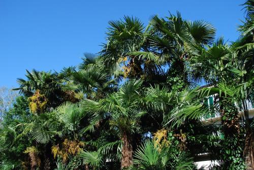 a group of palm trees against a blue sky at Hotel&Hostel Montarina in Lugano