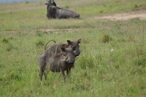 Gallery image of Kitumo Mara Lodges in Mara Simba